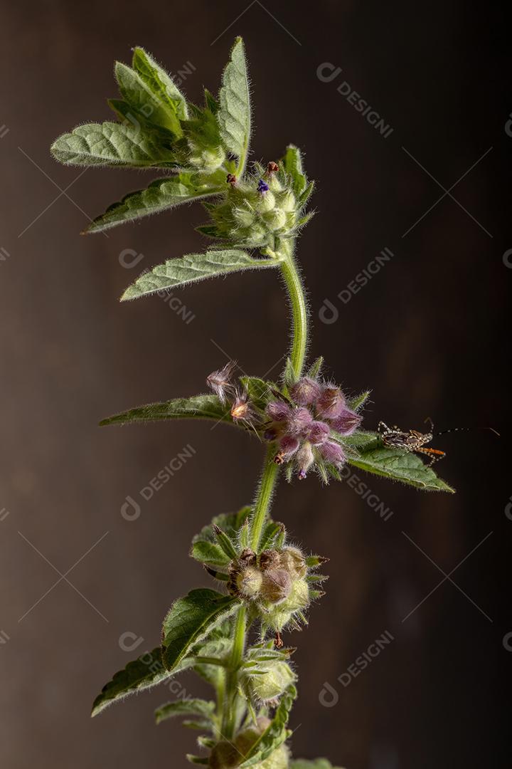 Planta com flores da espécie Marsypianthes chamaedrys