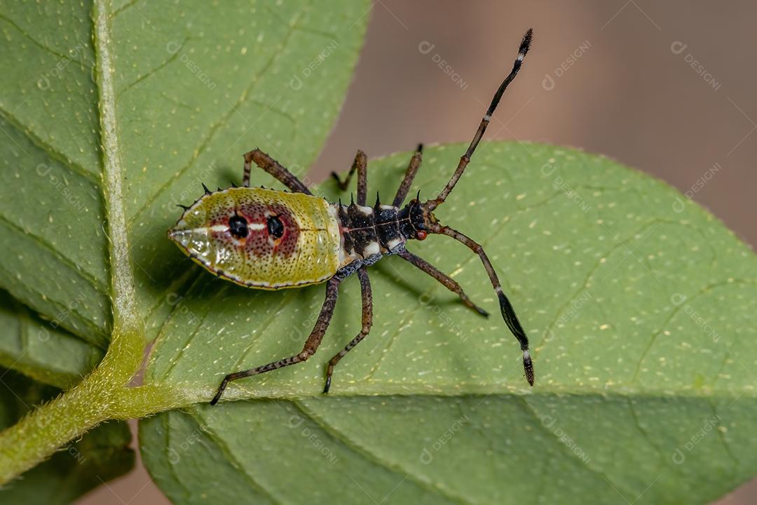 Leaf-footed insect nymph of the species Athaumastus haematicus