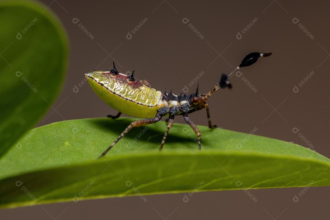 Ninfa de insetos com pés de folha da espécie Athaumastus haematicus