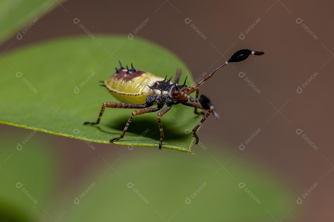 Ninfa de insetos com pés de folha da espécie Athaumastus haematicus