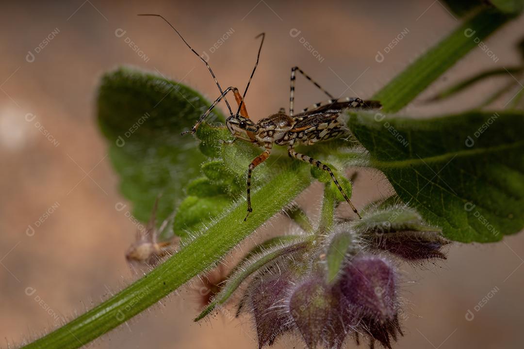 Inseto assassino adulto da espécie Cosmoclopius nigroannulatus