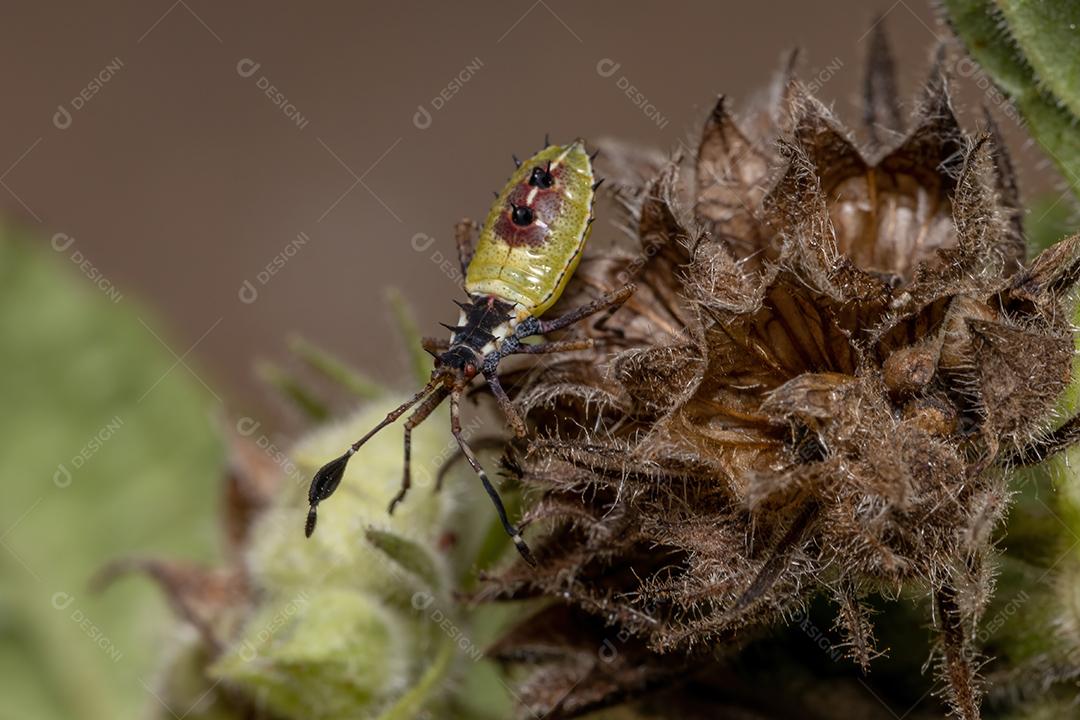 Ninfa de insetos com pés de folha da espécie Athaumastus haematicus