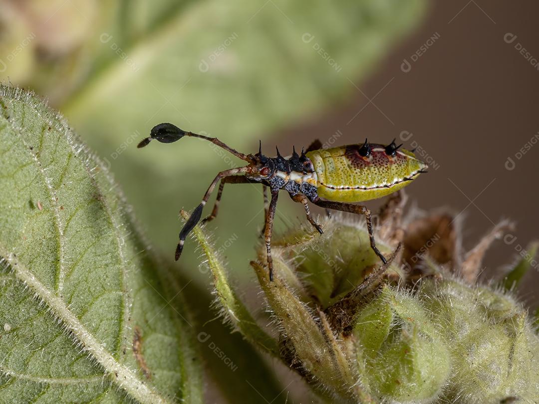 Ninfa de insetos com pés de folha da espécie Athaumastus haematicus