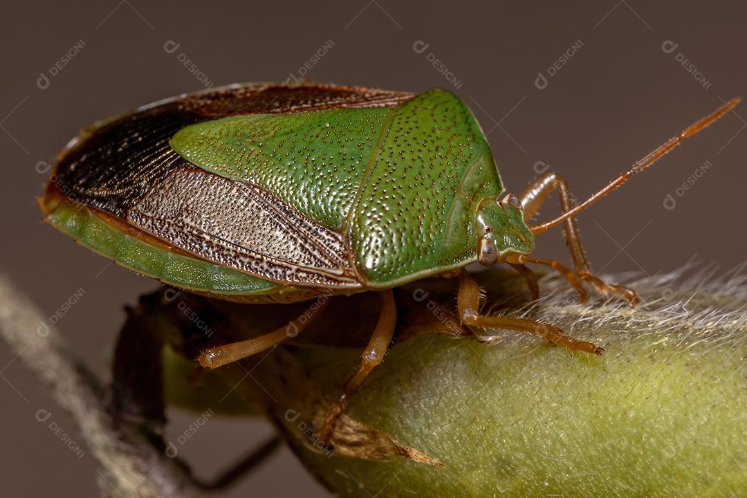 Percevejo adulto da espécie Edessa meditabunda