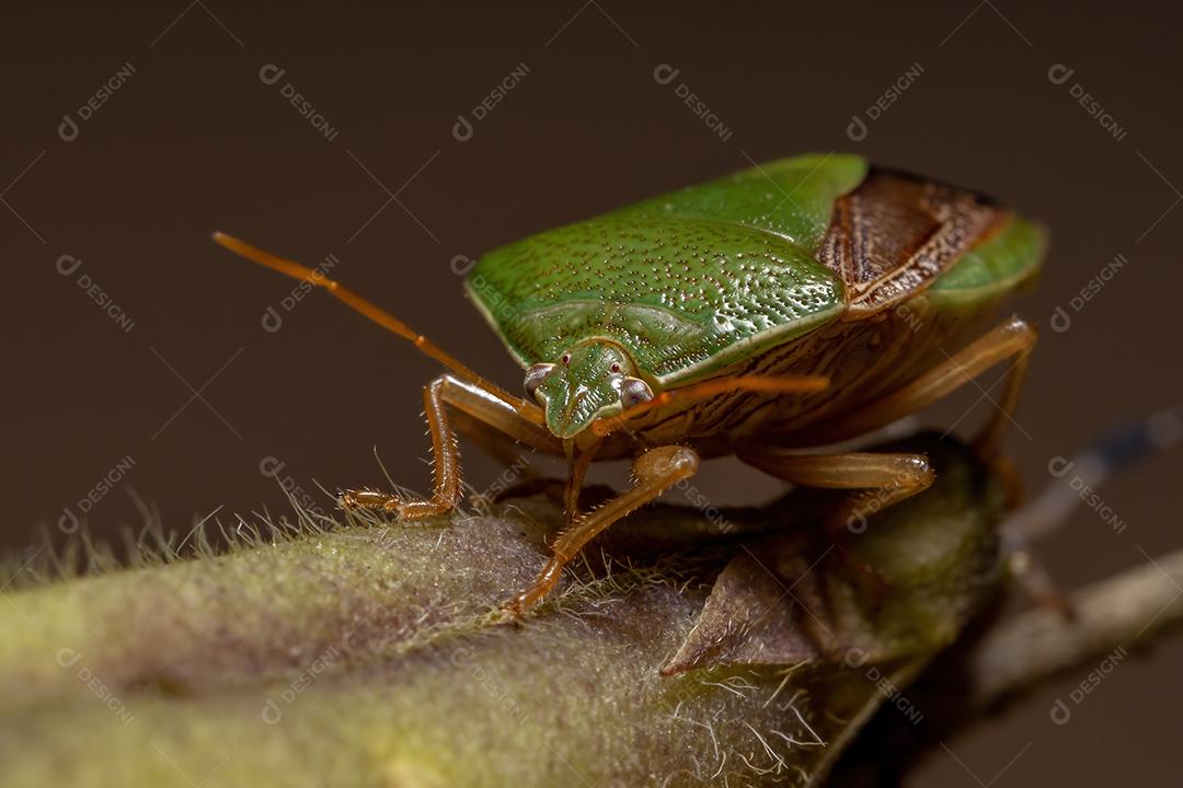Percevejo adulto da espécie Edessa meditabunda