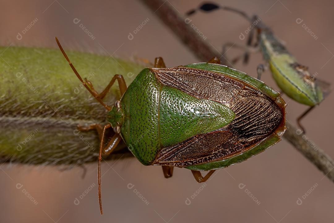 Percevejo adulto da espécie Edessa meditabunda