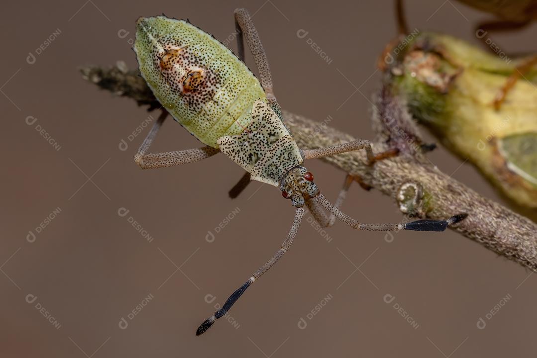 Ninfa de insetos com pés de folha da espécie Athaumastus haematicus