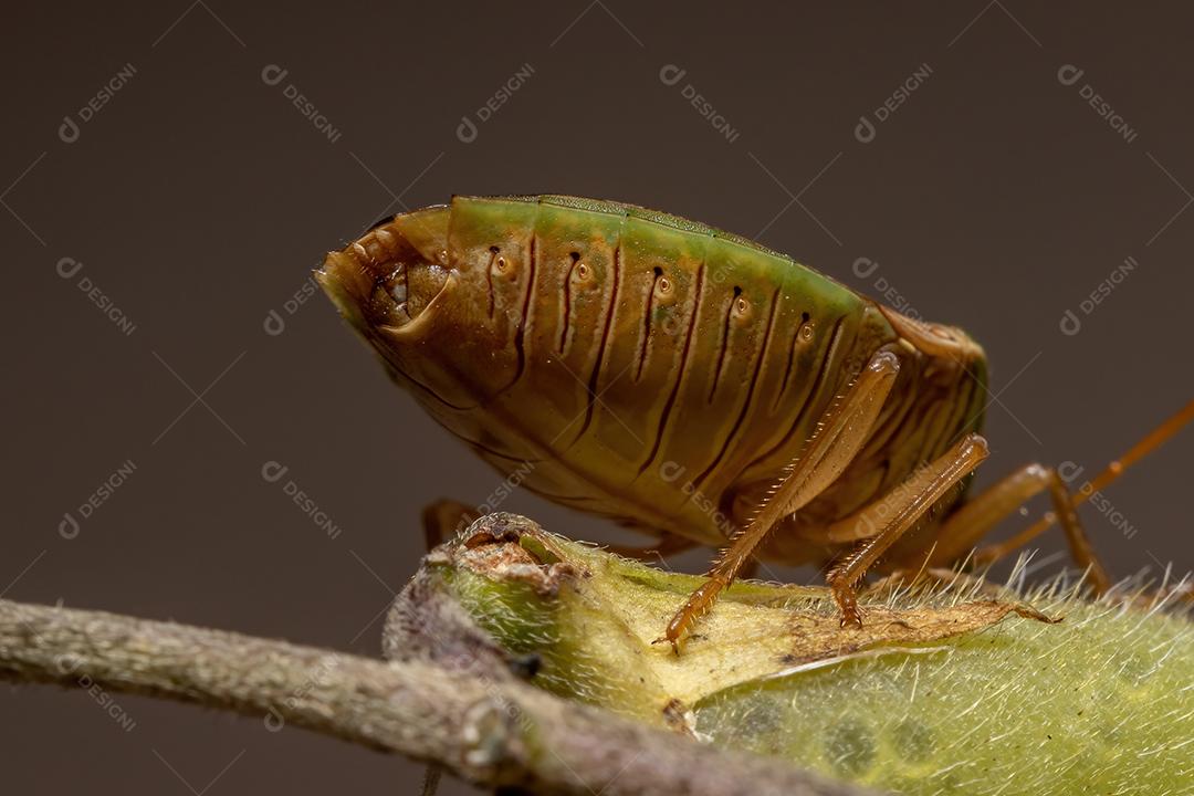 Percevejo adulto da espécie Edessa meditabunda