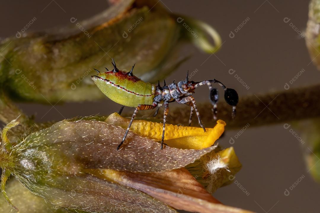 Ninfa de insetos com pés de folha da espécie Athaumastus haematicus