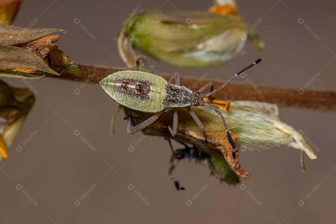 Leaf-footed insect nymph of the species Athaumastus haematicus