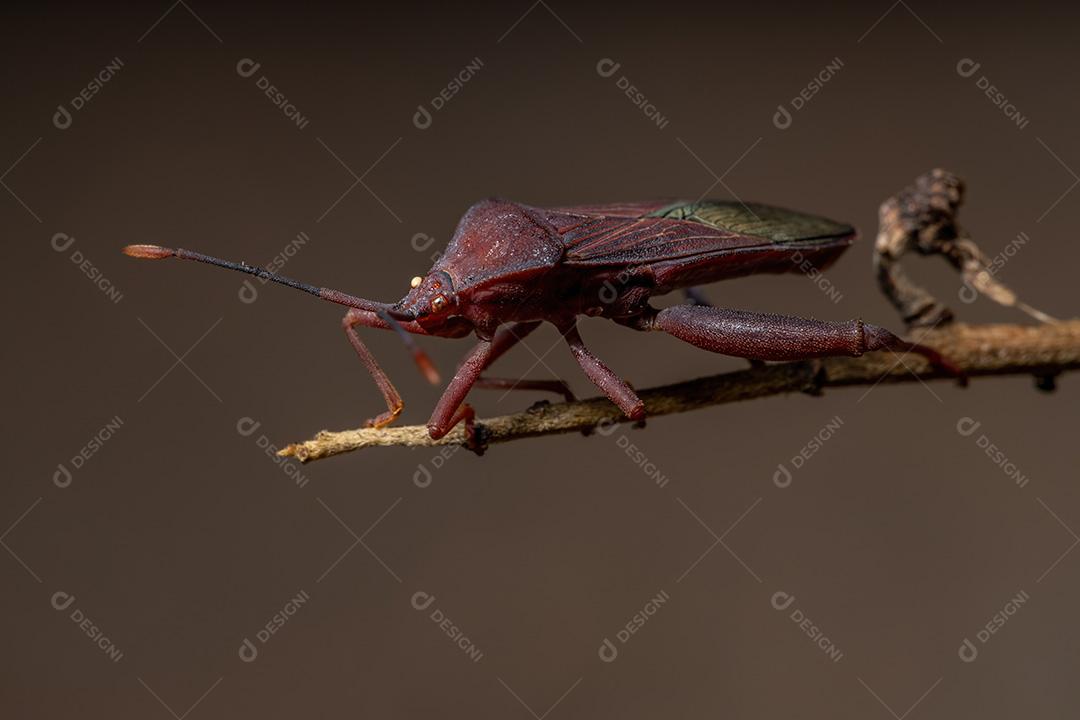 Inseto pé de folha adulto da espécie Athaumastus haematicus