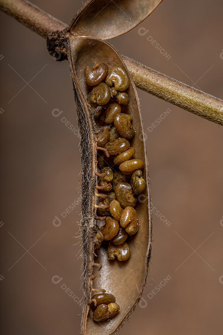 Sementes de Cascavel do Gênero Crotalaria