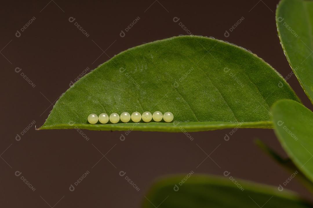 Ovos de algum inseto alado em uma folha