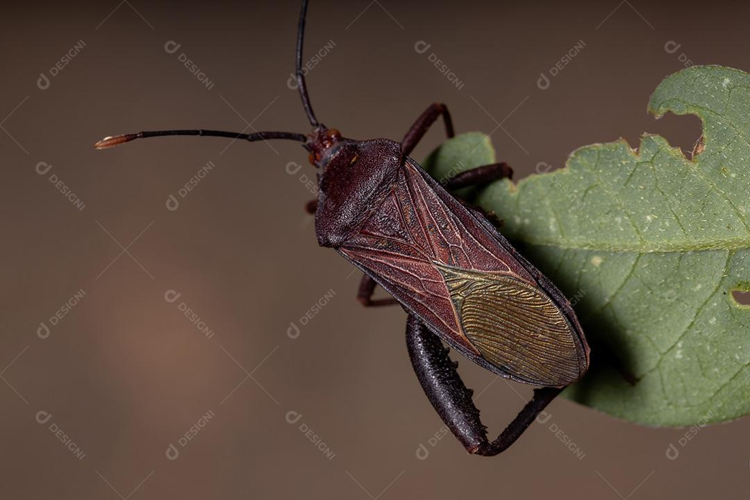 Inseto pé de folha adulto da espécie Athaumastus haematicus