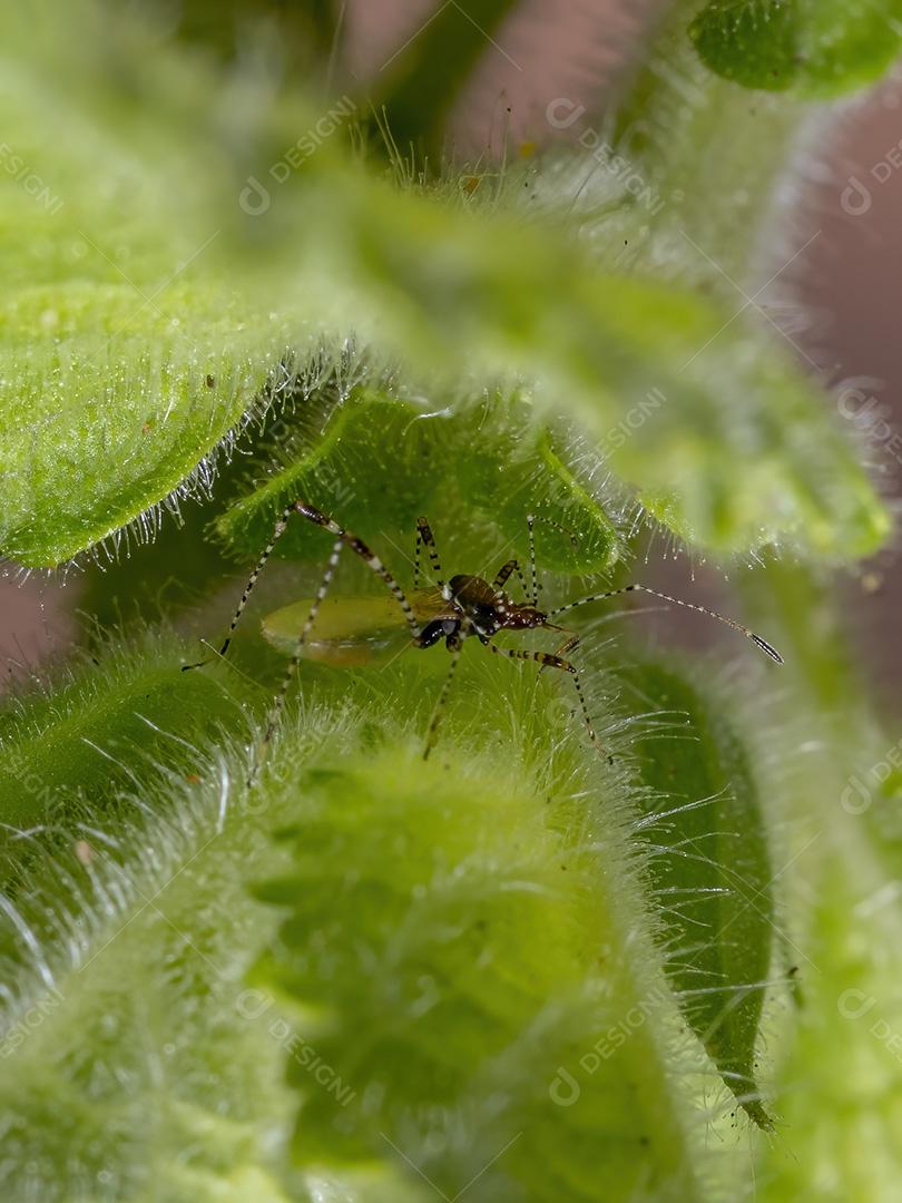 Pernilongo adulto da família Berytidae