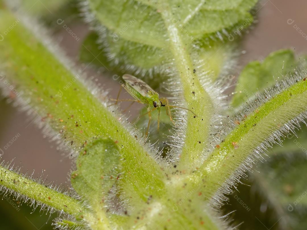 Inseto de planta adulto do gênero Macrolophus