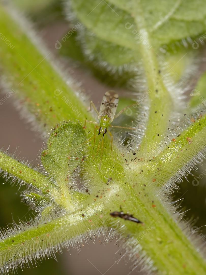 Inseto de planta adulto do gênero Macrolophus