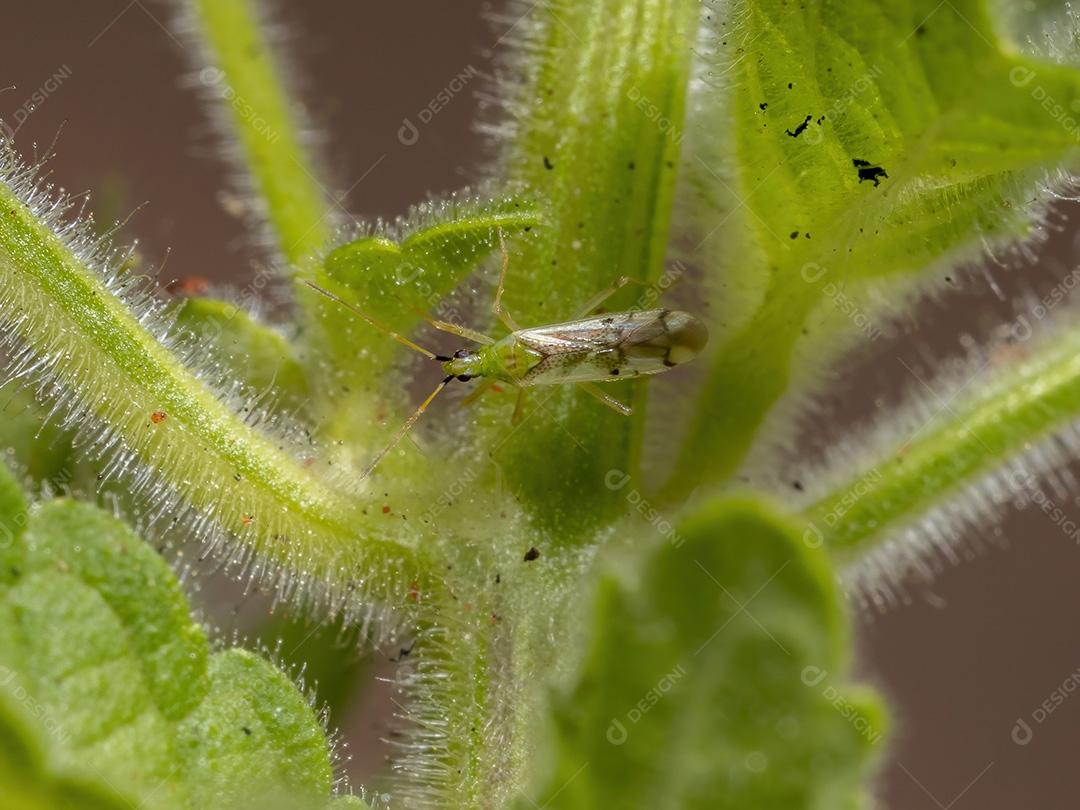 Inseto de planta adulto do gênero Macrolophus