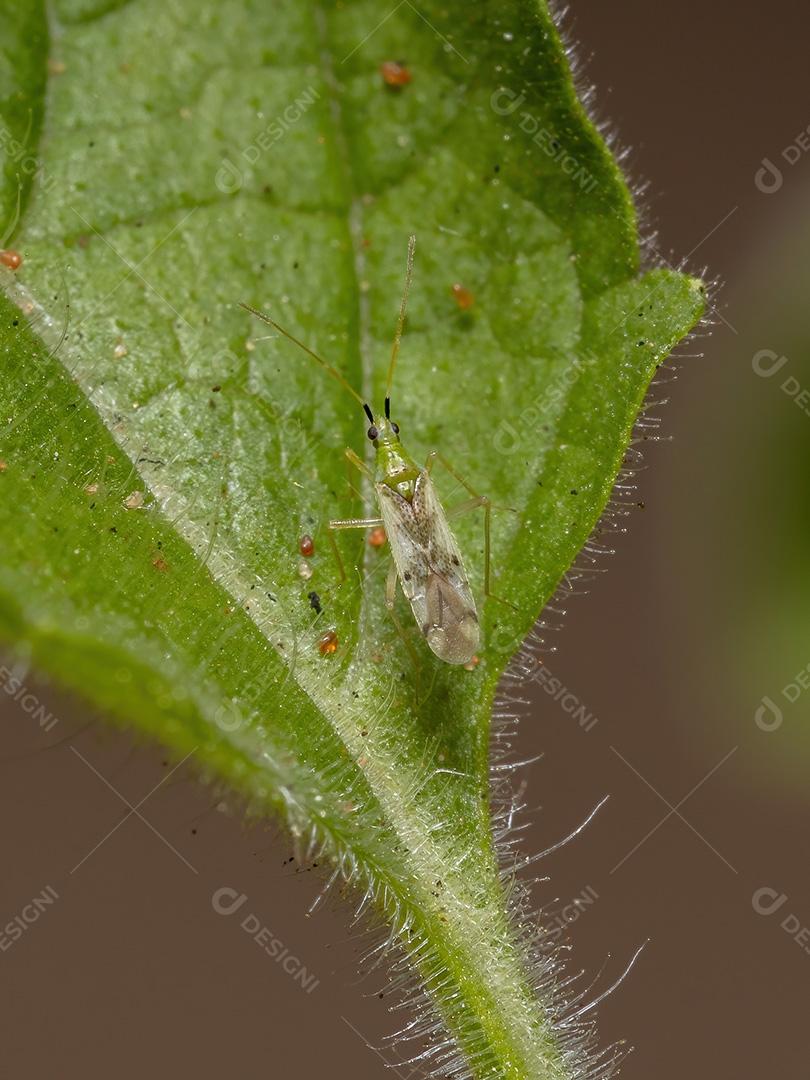 Inseto de planta adulto do gênero Macrolophus