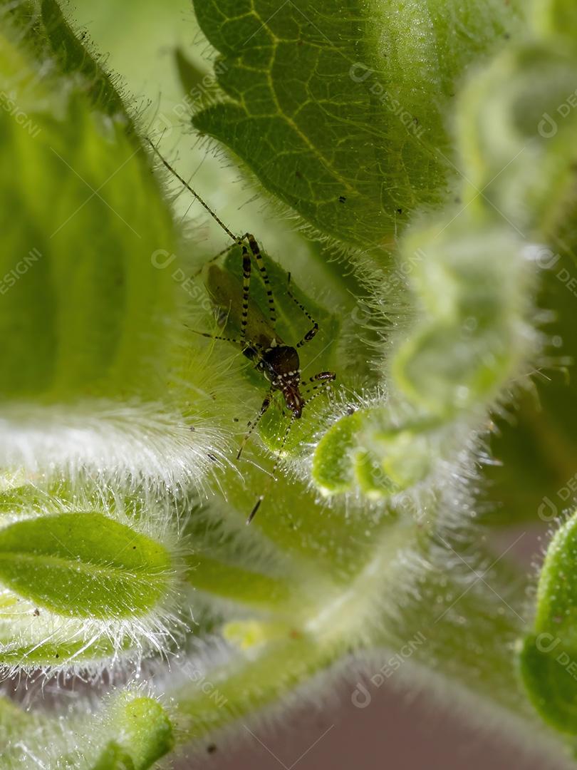 Pernilongo adulto da família Berytidae