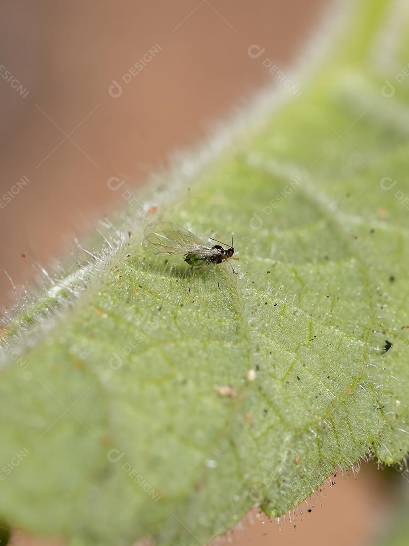 Pulgão Alado Adulto da Família Aphididae