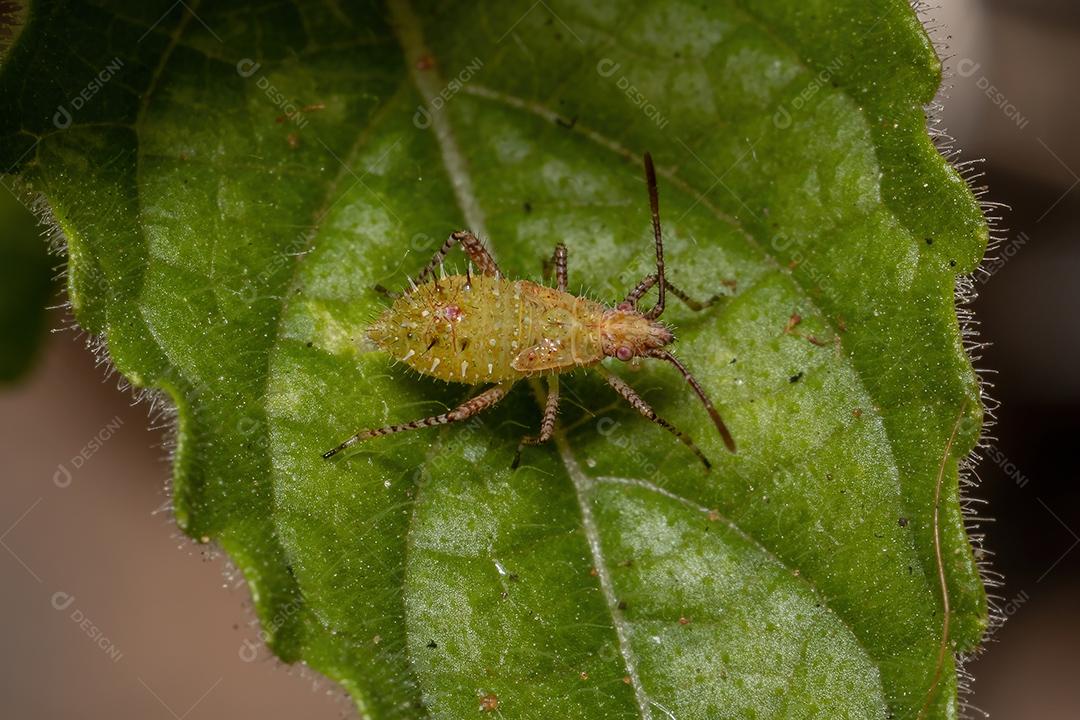 Pentatomomorfo Bug ninfa da Infraordem Pentatomomorpha