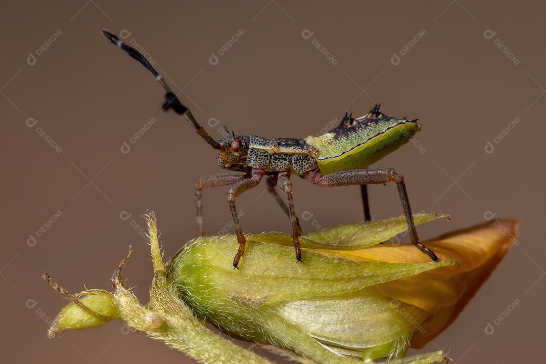 Ninfa de insetos com pés de folha da espécie Athaumastus haematicus