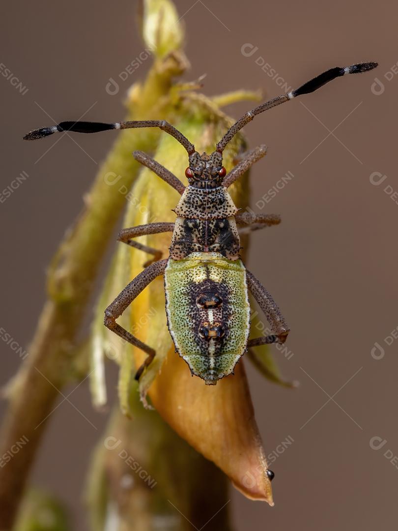 Ninfa de insetos com pés de folha da espécie Athaumastus haematicus
