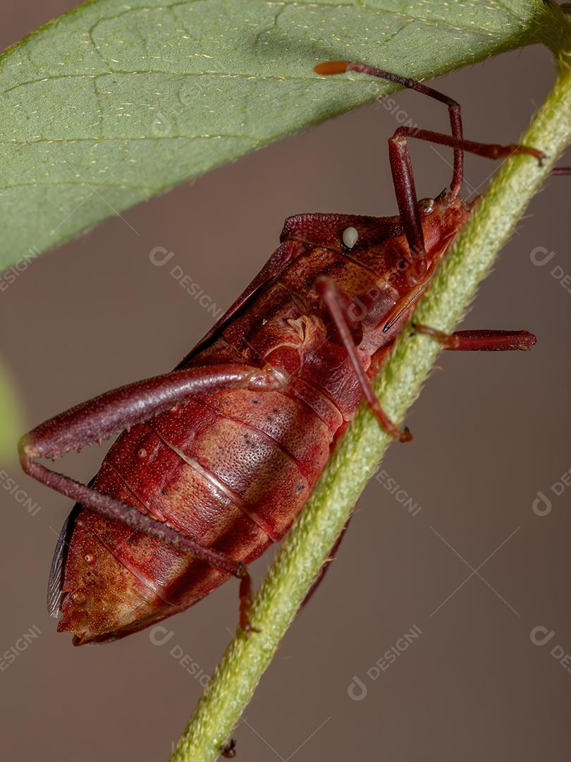 Inseto-pé-de-folha adulto da espécie Athaumastus haematicus