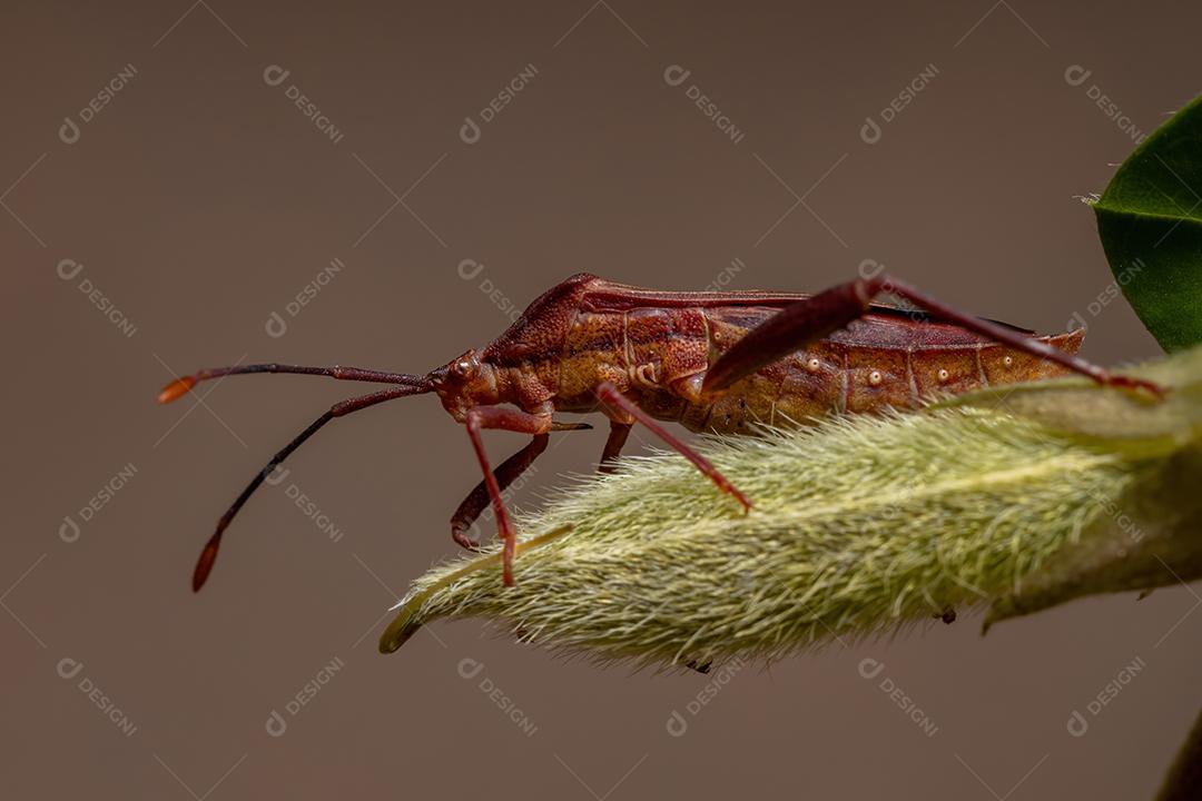 Inseto-pé-de-folha adulto da espécie Athaumastus haematicus