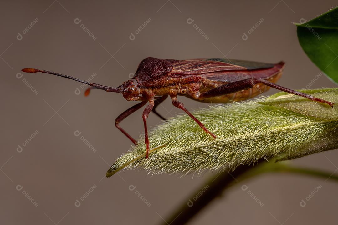 Inseto-pé-de-folha adulto da espécie Athaumastus haematicus