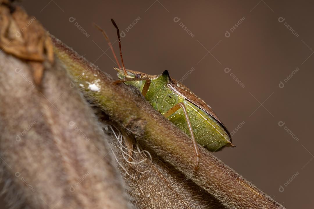 Percevejo verde da espécie Diceraeus melacanthus