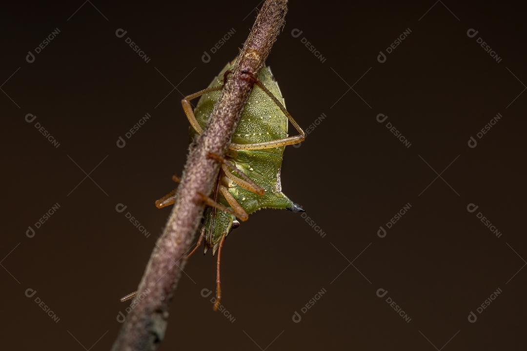 Percevejo verde da espécie Diceraeus melacanthus
