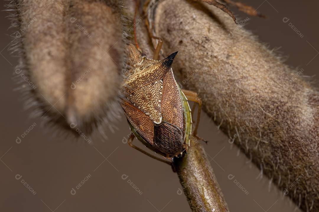 Percevejo verde da espécie Diceraeus melacanthus