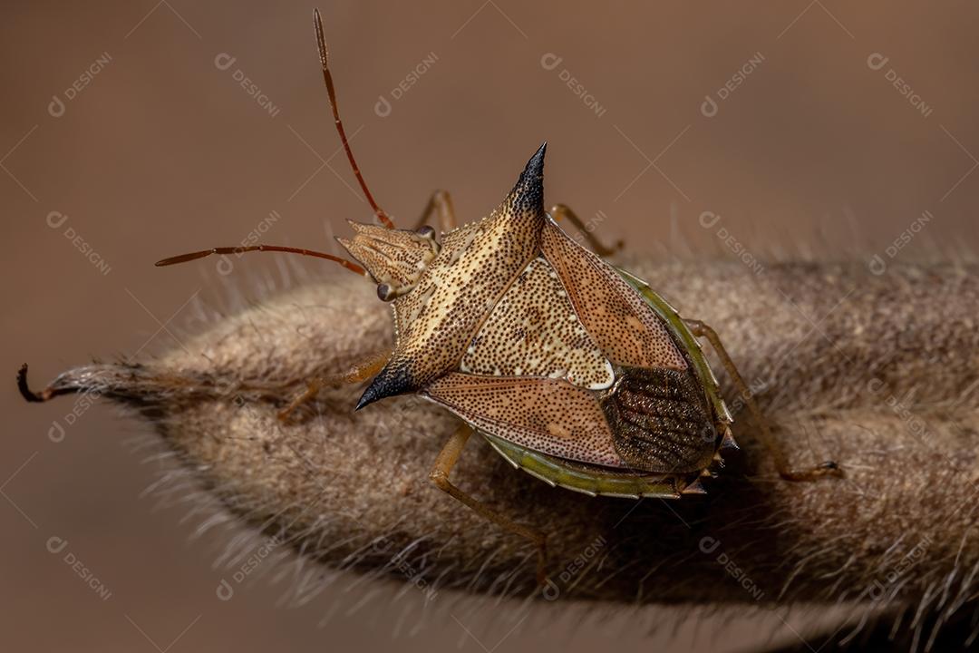 Percevejo verde da espécie Diceraeus melacanthus