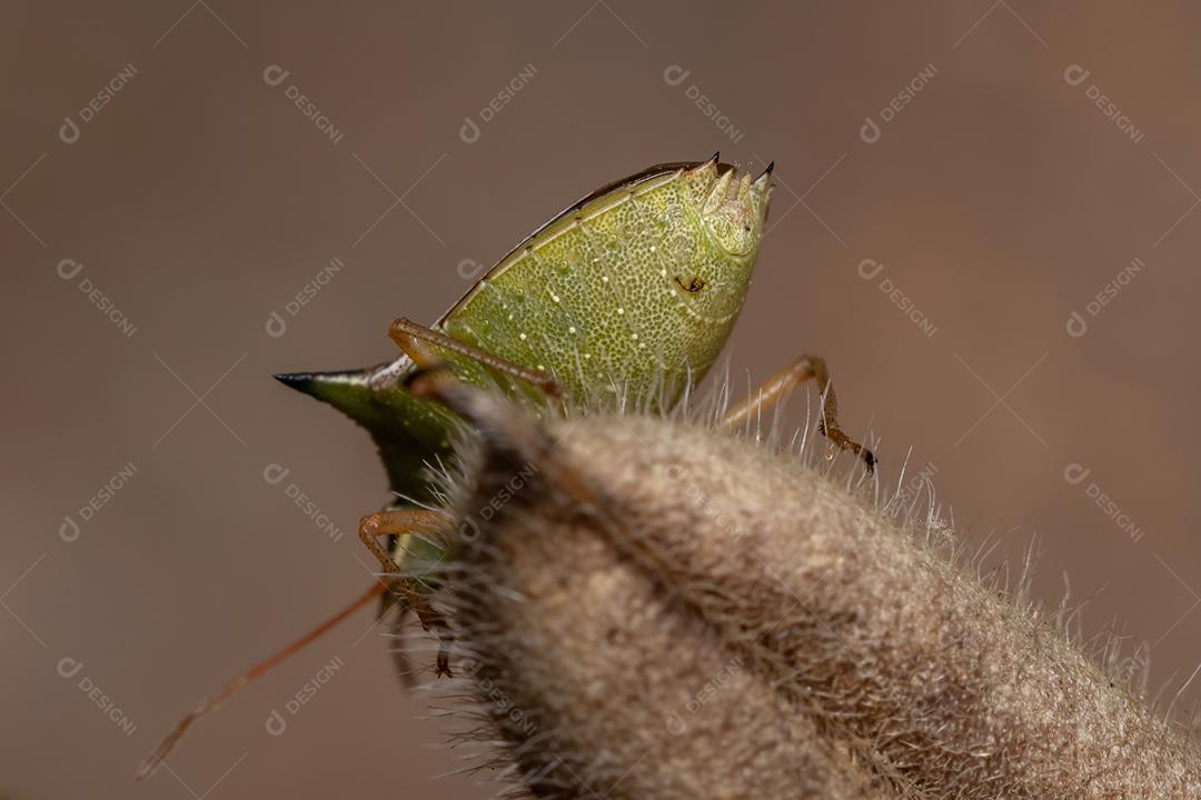 Percevejo verde da espécie Diceraeus melacanthus