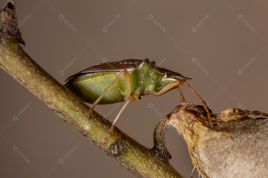 Percevejo verde da espécie Diceraeus melacanthus