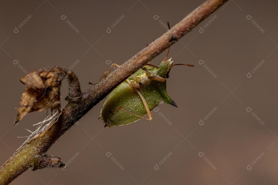 Percevejo verde da espécie Diceraeus melacanthus