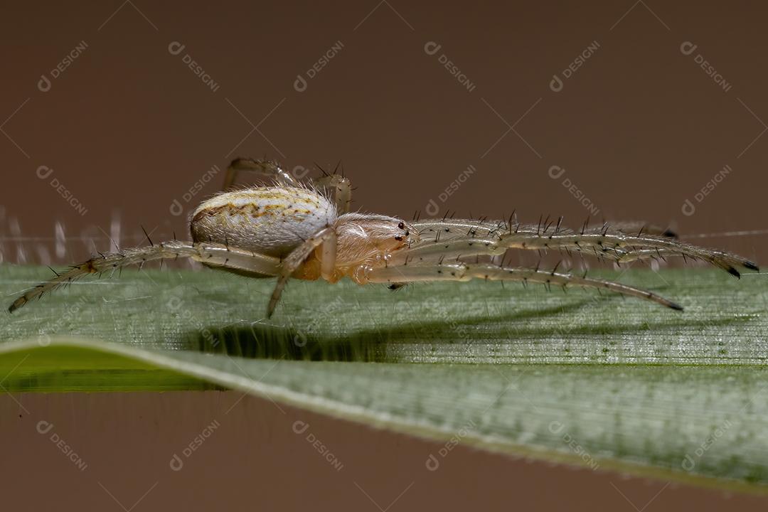 Grama Neoscona Aranha da espécie Neoscona moreli