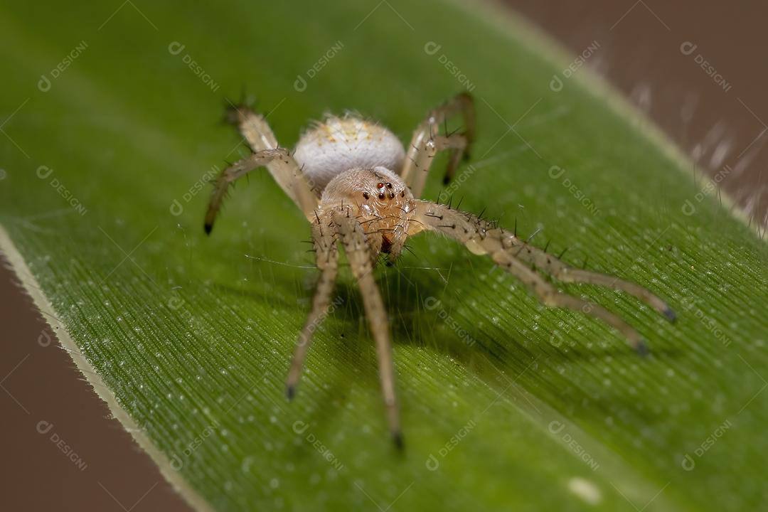 Grama Neoscona Aranha da espécie Neoscona moreli