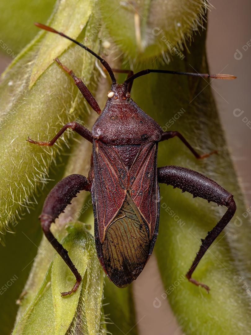 Inseto-pé-de-folha adulto da espécie Athaumastus haematicus