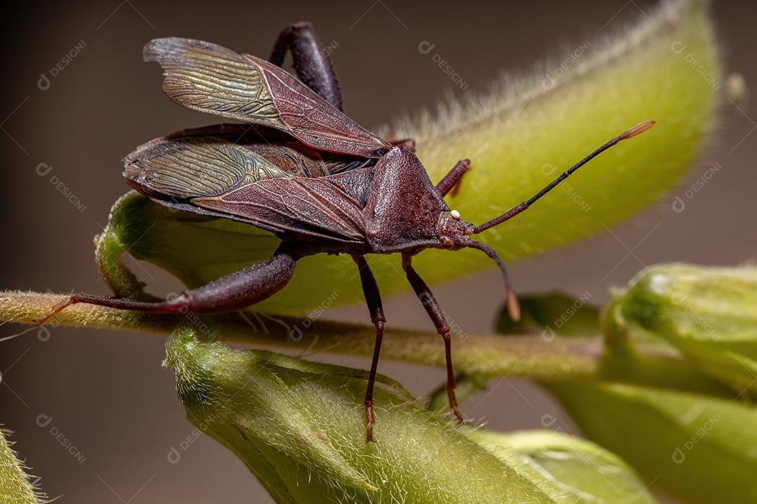 Inseto-pé-de-folha adulto da espécie Athaumastus haematicus