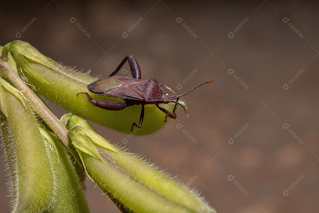 Inseto-pé-de-folha adulto da espécie Athaumastus haematicus