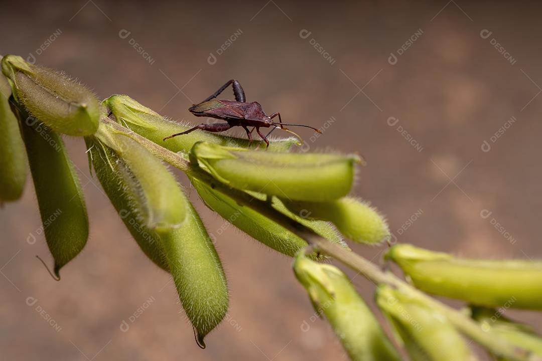 Inseto-pé-de-folha adulto da espécie Athaumastus haematicus