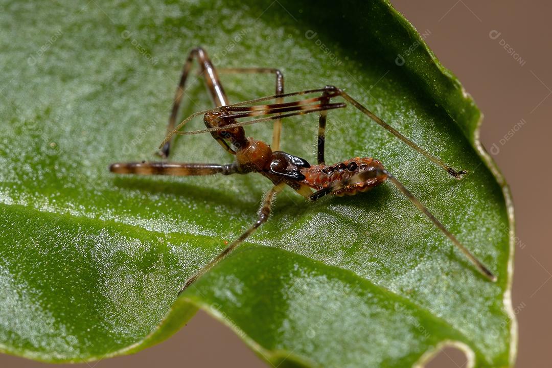 Assassin Bug Ninfa da Família Reduviidae