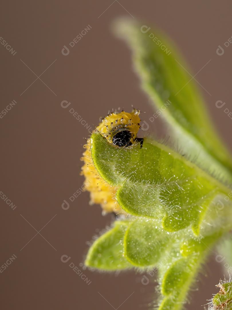 Larvas do besouro da pulga da espécie Omophoita argus