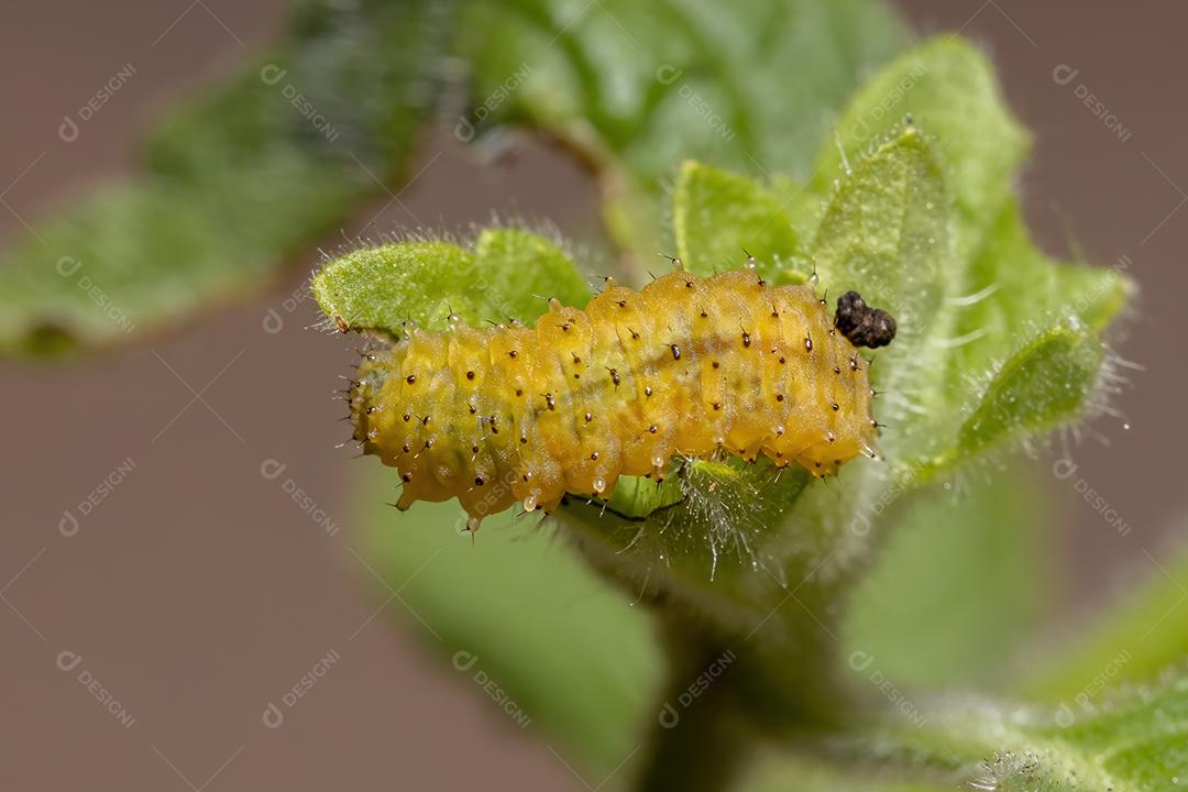 Larvas do besouro da pulga da espécie Omophoita argus