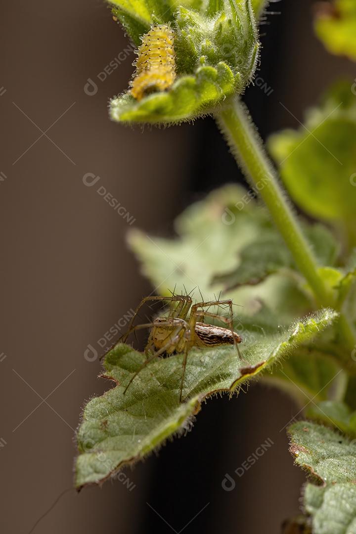 Larvas do besouro da pulga da espécie Omophoita argus