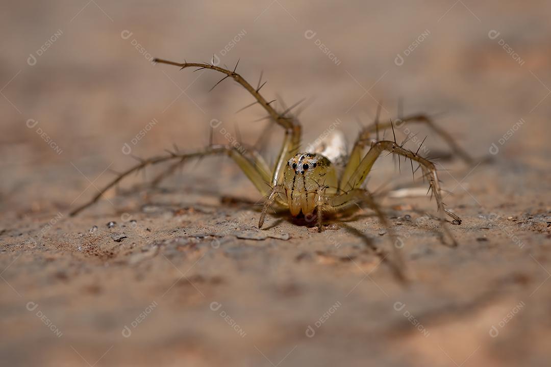 Aranha lince listrada da espécie Oxyopes salticus