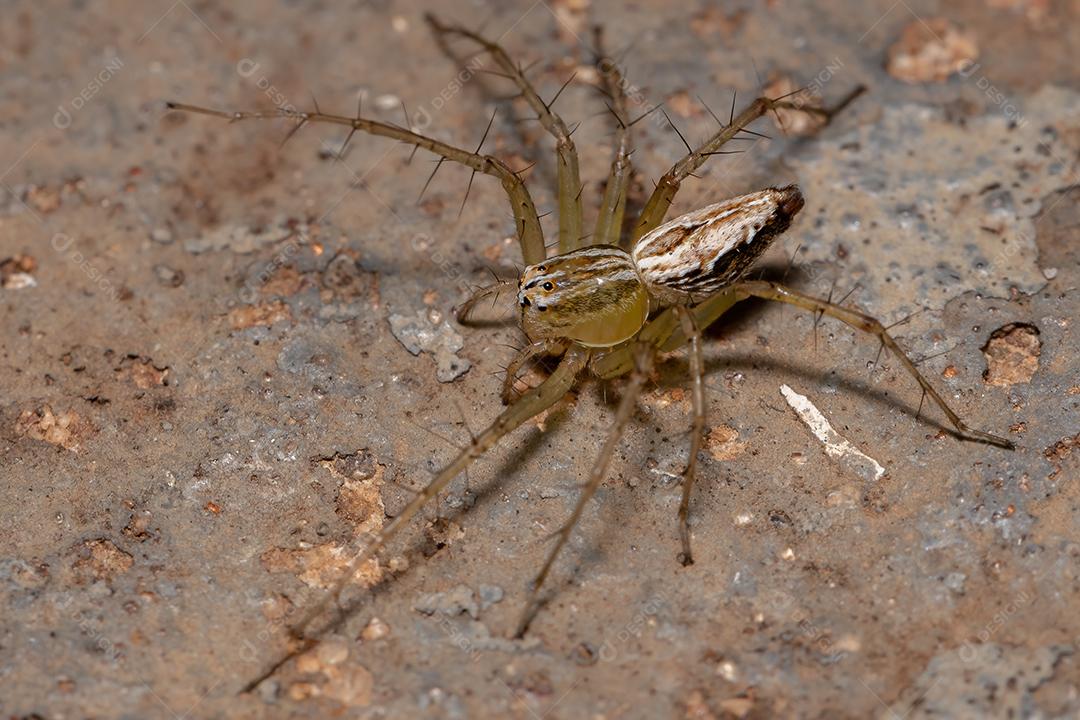 Aranha lince listrada da espécie Oxyopes salticus